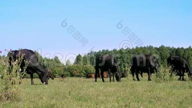 在草地上，农场上，大黑系，繁殖奶牛，公牛正在放牧。 夏天温暖的一天。 生产肉类的牛
